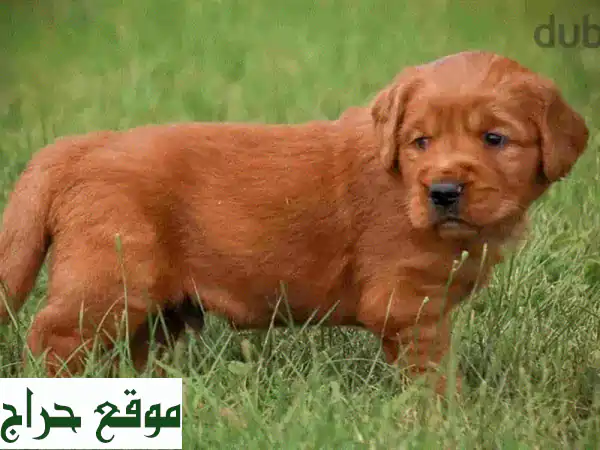 جِراء جولدن ريتريفر نقية ✨ ذكور وإناث -...