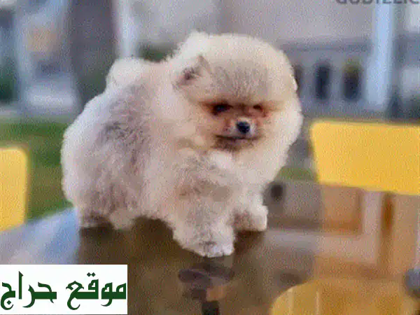 جِراء جولدن ريتريفر نقية ✨ ذكور وإناث - مُلقّحة ومعقّمة!