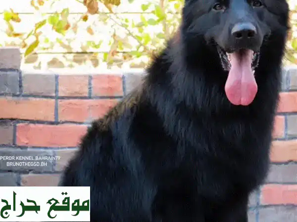 جرو بلاك جيرمن شيبرد ألماني أصيل - دم أبطال! 🏆