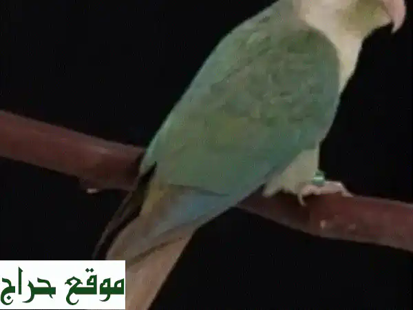 فروخ كناري أناناس وسينامون - صحية وجميلة للبيع!