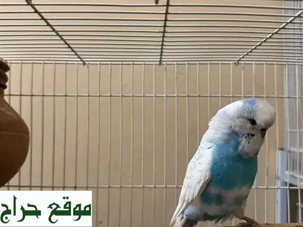 هل تبحث عن ببغاء هولندي؟  😍  ببغاوات هولندية رائعة للبيع! 🦜