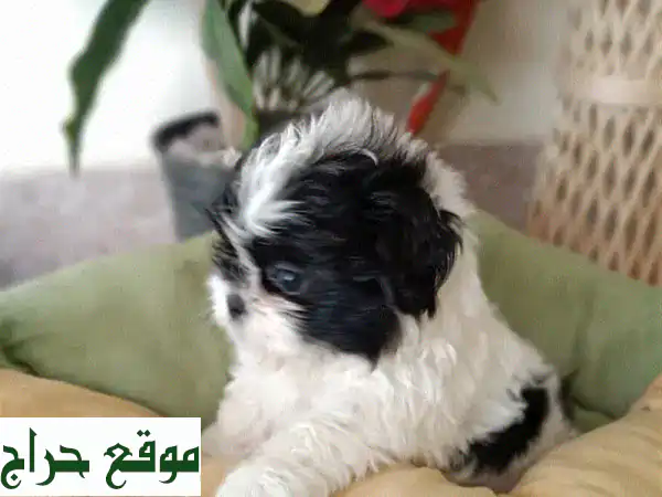 3 كلاب شي تزو رائعة للبيع - بوبي مني رقيقين جداً!