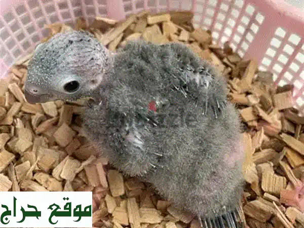 فروخ كناري أناناس وسينامون - صحية وجميلة للبيع!