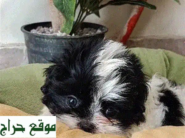 3 كلاب شي تزو رائعة للبيع - بوبي مني رقيقين جداً!