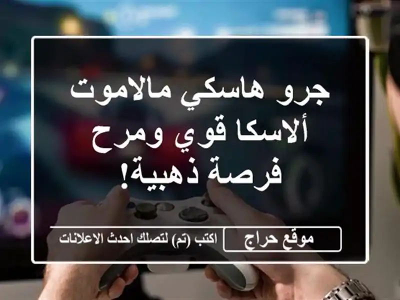 جرو هاسكي مالاموت ألاسكا قوي ومرح - فرصة ذهبية!