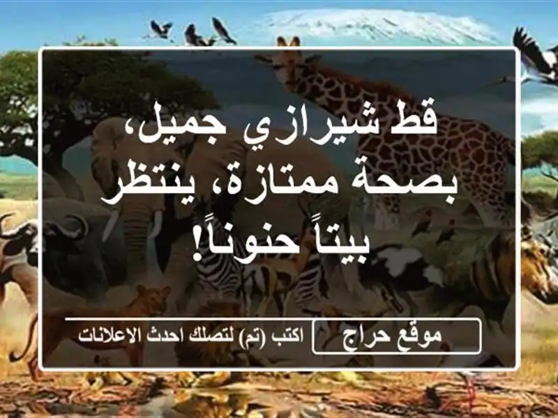 قط شيرازي جميل، بصحة ممتازة، ينتظر بيتاً حنوناً!