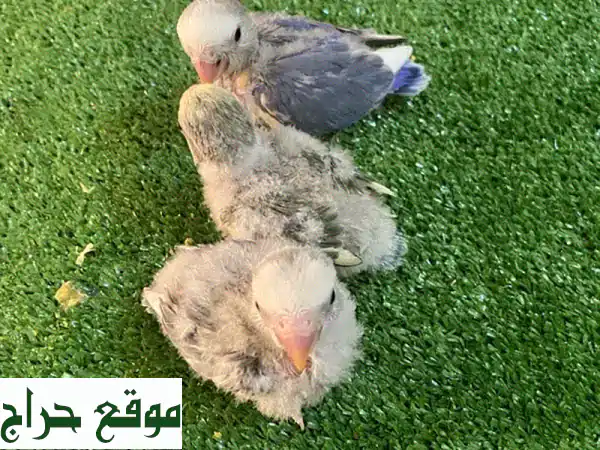 فروخ لاف بيرد صحية ونظيفة - رفقاء رائعين ينتظرونك!