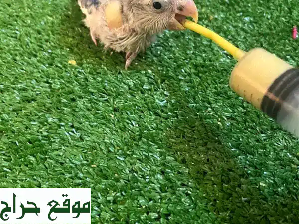 فروخ لاف بيرد صحية ونظيفة - رفقاء رائعين ينتظرونك!