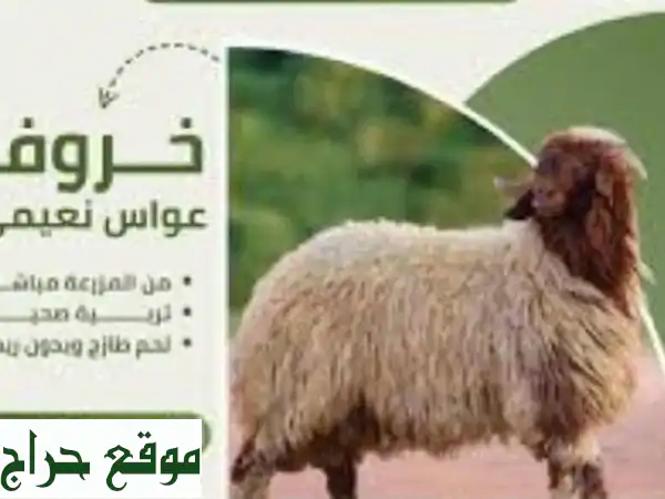 استيراد مباشر لأفضل مواشي سورية - أسعار مميزة...