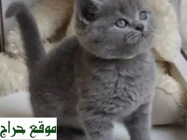 قطة بريطانية قصيرة الشعر رمادية فاتحة - جميلة وودودة!