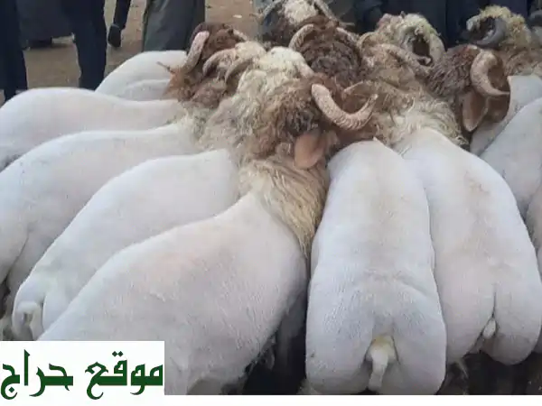استيراد مباشر لأفضل مواشي سورية - أسعار مميزة وجودة عالية
