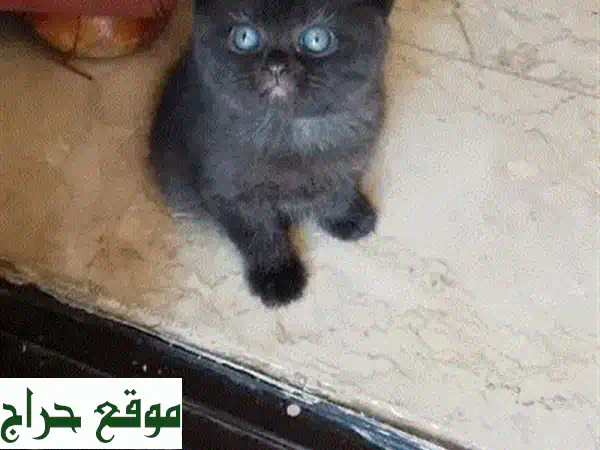 قطة بريطانية قصيرة الشعر رمادية فاتحة - جميلة وودودة!