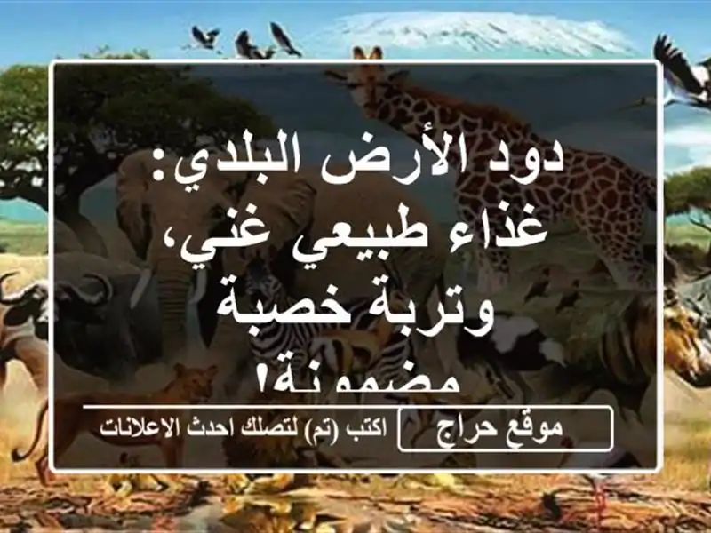 دود الأرض البلدي: غذاء طبيعي غني، وتربة خصبة مضمونة!