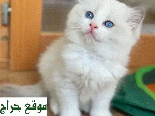 قطط سكوتيش فولد شينشيلا ذهبية مستوردة - أجمل قطط العالم!
