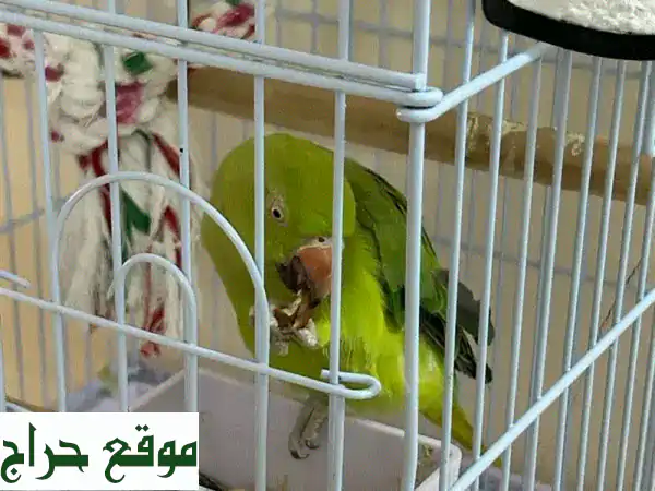 ببغاء حلقي هندي أليف - عمر 8 أشهر - مع قفص فاخر!