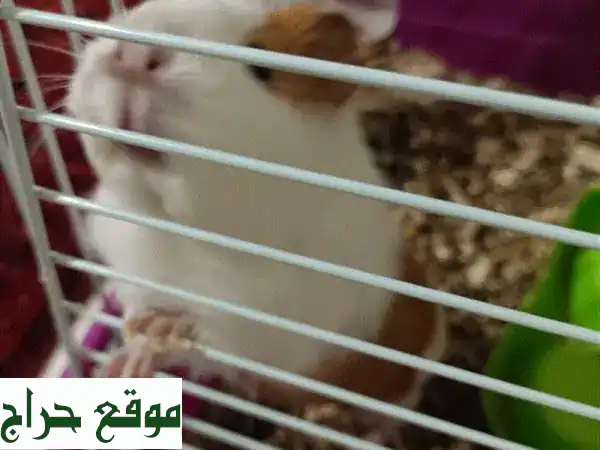 فُرْصة ذهبية! خنزير غينيا أليف (سنة) مع قفص ومستلزماته كاملة لمدة شهر!