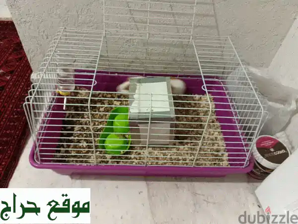 فُرْصة ذهبية! خنزير غينيا أليف (سنة) مع قفص...