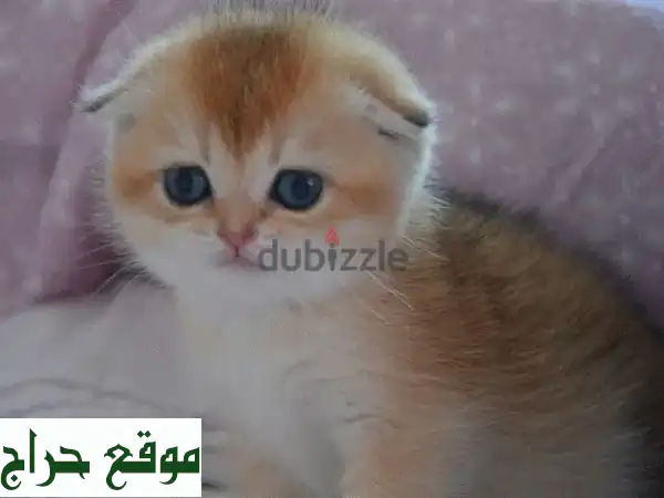 قطط سكوتيش فولد شينشيلا ذهبية مستوردة - أجمل...