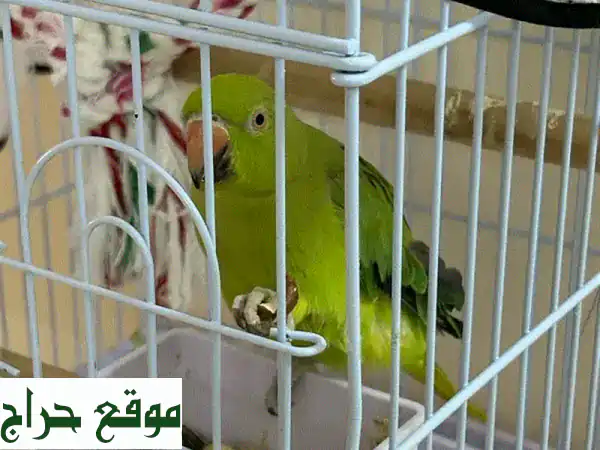 ببغاء حلقي هندي أليف - عمر 8 أشهر - مع قفص فاخر!
