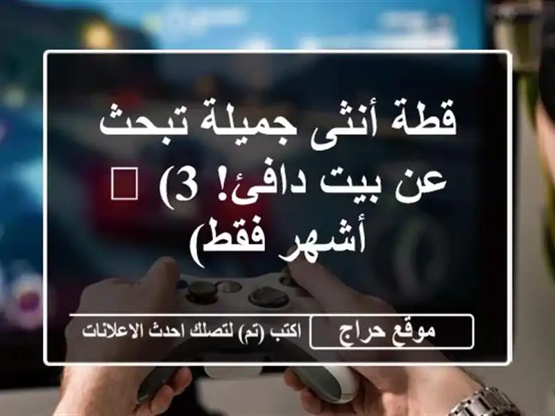 قطة أنثى جميلة تبحث عن بيت دافئ! 😻  (3 أشهر فقط)