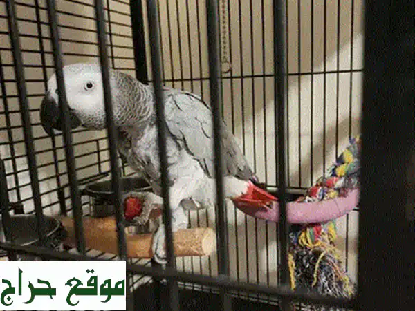 لوري أليف يقلد 8 رنات! 🦜  فرصة ذهبية لامتلاك طائر رقيق ومرح
