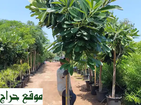 تحويل حديقتك إلى جنة: تنسيق حدائق احترافي مع شبكات...