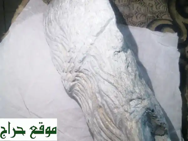 تحفة نادرة! جذع متحجر عملاق (1.5 كجم) - ألوان...