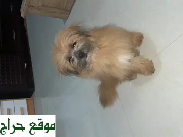 بومرينيان رقيق، 8 أشهر، جواز سفر جاهز! - 4000 درهم فقط!