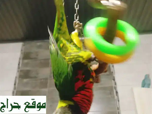 لوري أليف يقلد 8 رنات! 🦜  فرصة ذهبية لامتلاك طائر...