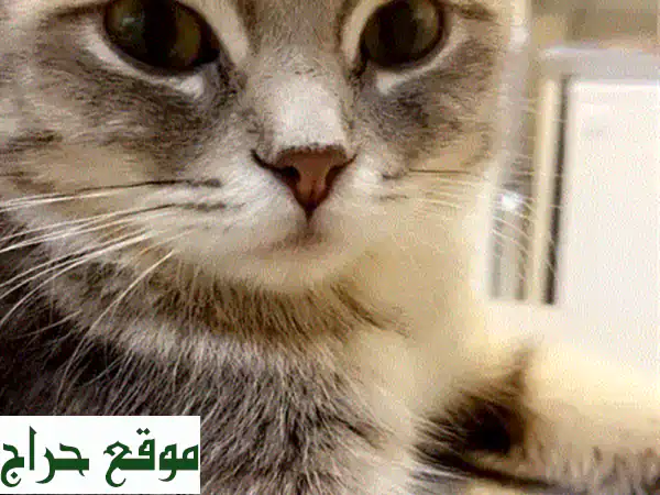 قطة اسكتش رقيقة، هادئة وصحية تبحث عن بيت دافئ!