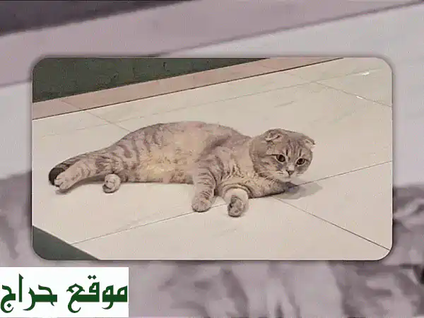 قطة اسكتش رقيقة، هادئة وصحية تبحث عن بيت دافئ!