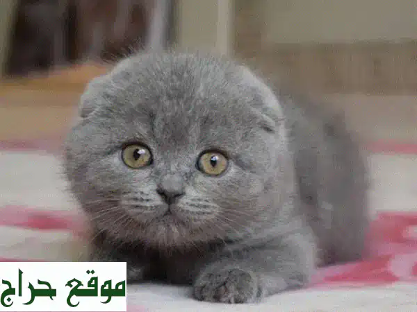 قطة اسكتلندية فولد صغيرة - عمر شهرين - أليفة وصحية!
