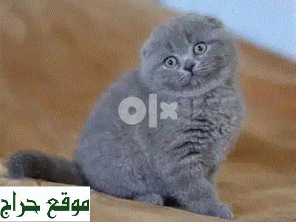 قطة اسكتلندية فولد صغيرة - عمر شهرين - أليفة وصحية!