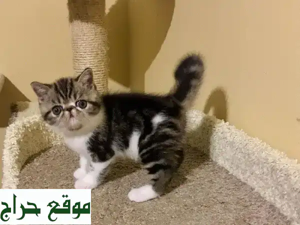 قطط شيرازي قصيرة الشعر الأنيقة للبيع - رفقاء...