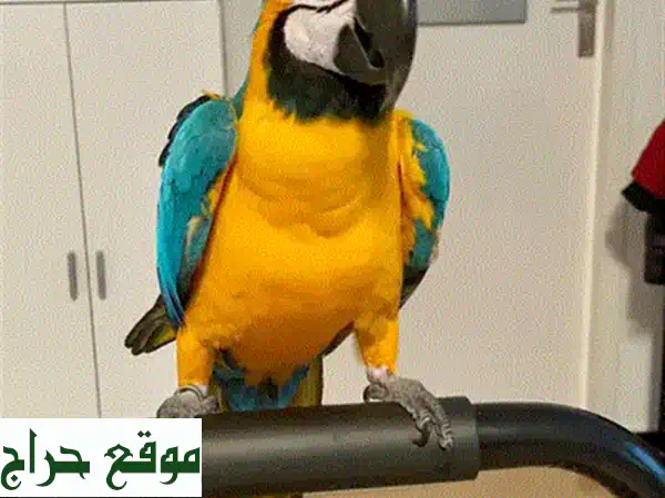 ببغاء كاكادو المظلة - رفيقك الجديد الرائع ينتظرك!