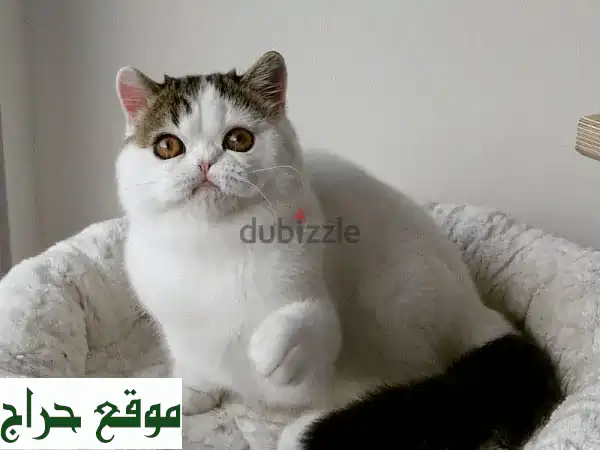 قطط شيرازي قصيرة الشعر الأنيقة للبيع - رفقاء رائعين ينتظرونك!