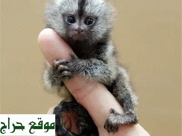 قردة كابتشين للبيع - رفقاء أليفون ومميزون!