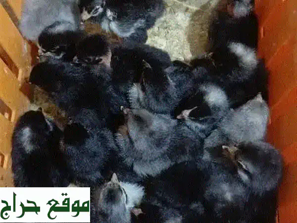 صيصان بلدي (جعيتا) - عمر يوم واحد - سعر مميز!  ٨٠ سنت/كمية