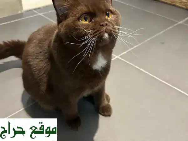 إسبريسو: قط بريطانى قصير الشعر، رفيقك اللطيف الجديد!