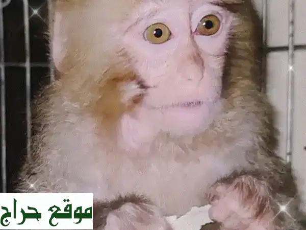 قطة برجا حمود صغيرة جداً، أليفة وهادئة - ابحث عن...