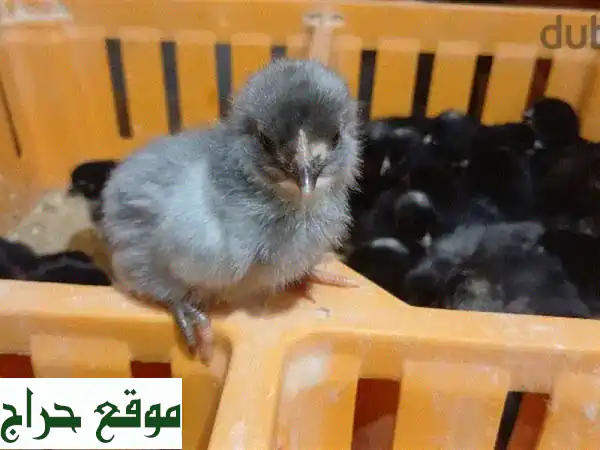 صيصان بلدي (جعيتا) - عمر يوم واحد - سعر مميز!  ٨٠ سنت/كمية
