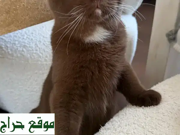 إسبريسو: قط بريطانى قصير الشعر، رفيقك اللطيف الجديد!