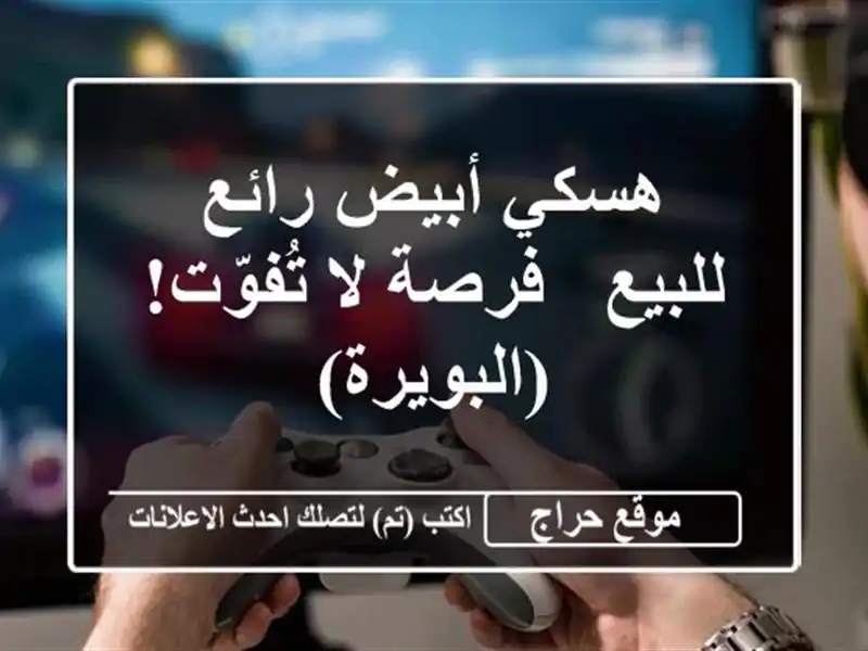 هسكي أبيض رائع للبيع - فرصة لا تُفوّت! (البويرة)