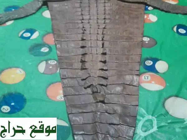 جلد تمساح فاخر - قطعة فريدة بطول 1.5 متر! (مع الرأس)
