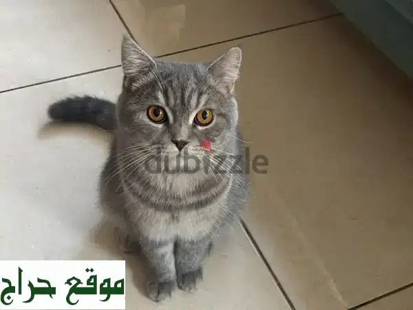 قطة بريطانية قصيرة الشعر - قطّ طيب القلب ينتظر منزلاً دافئاً!