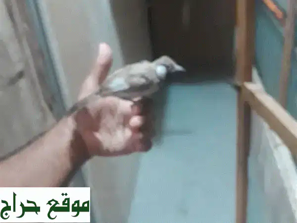 بلبل غزال للبيع - 15 دينار فقط!  (فرصة مميزة)