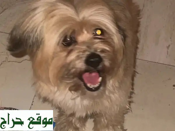 كلبة مالتيز رائعة لعوبة تبحث عن بيت جديد في العين! ✨