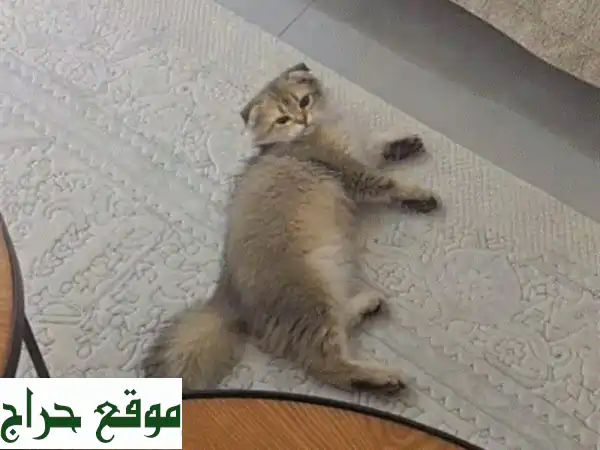 قط سكوتش فولد لونق هير فاخر - ذهبي أسود - جاهز...