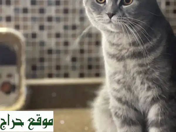 قطة بريطانية قصيرة الشعر - قطّ طيب القلب ينتظر...
