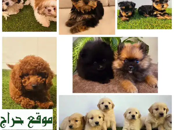 كلاب للبيع - أجمل الجراء تنتظرك! 🐕 Pomeranian, Golden Retriever,...